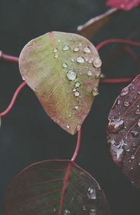 Close-up of raindrops on leaf