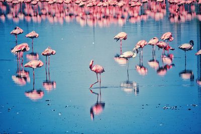 High angle view of birds on lake