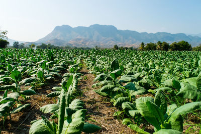 Plants growing on field against sky