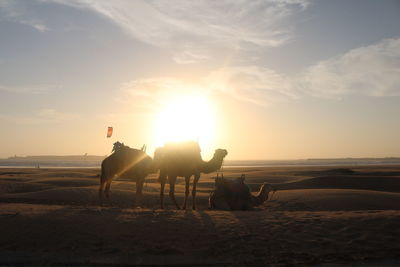 View of a horse on beach at sunset