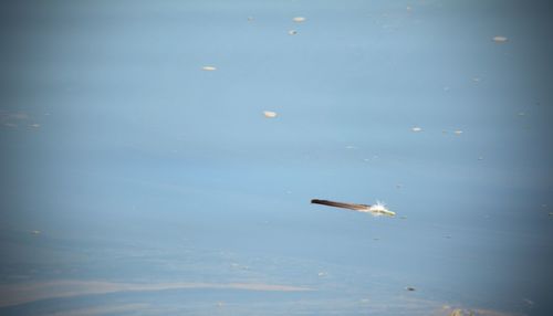 High angle view of bird flying over lake against sky
