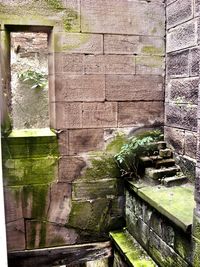 Plants growing on wall