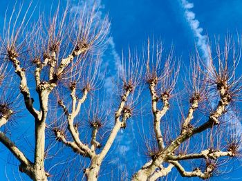 Low angle view of flowering plants against blue sky