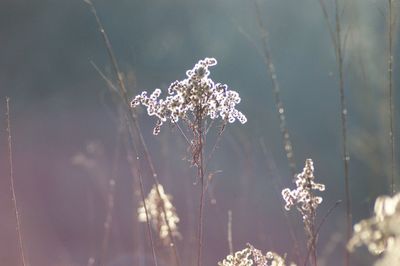 Close-up of flowering plant during winter