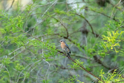 Eastern bluebird sialia sialis on a tree in naples, florida.