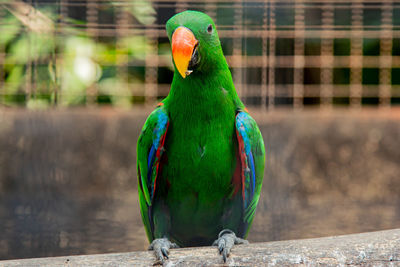 Close-up of parrot perching on wood