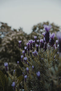 Close-up of purple flowering plants on field