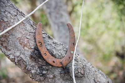 Close-up of rusty metal on tree trunk