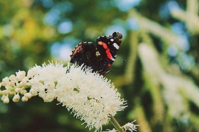 Close-up of butterfly pollinating on flower