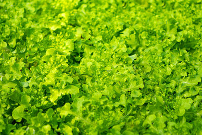 Full frame shot of green leaves