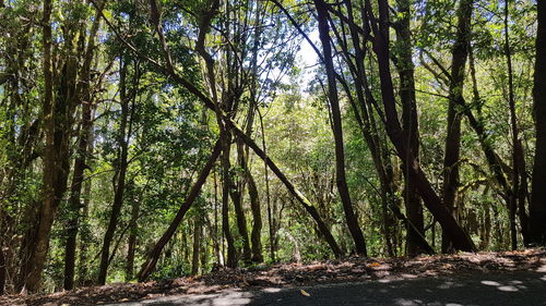 Trees growing in forest