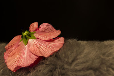 Close-up of pink rose flower against black background