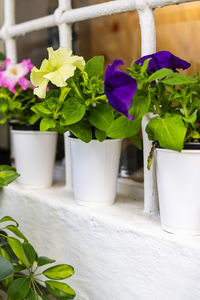 plant