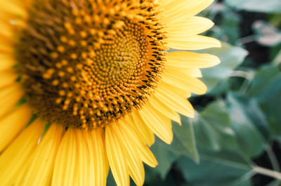 Close-up of sunflower