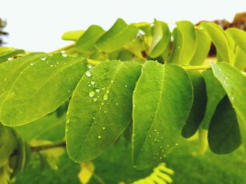 Close-up of wet plant leaves