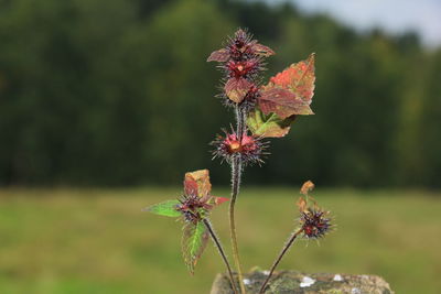 Close-up of wilted flower on field