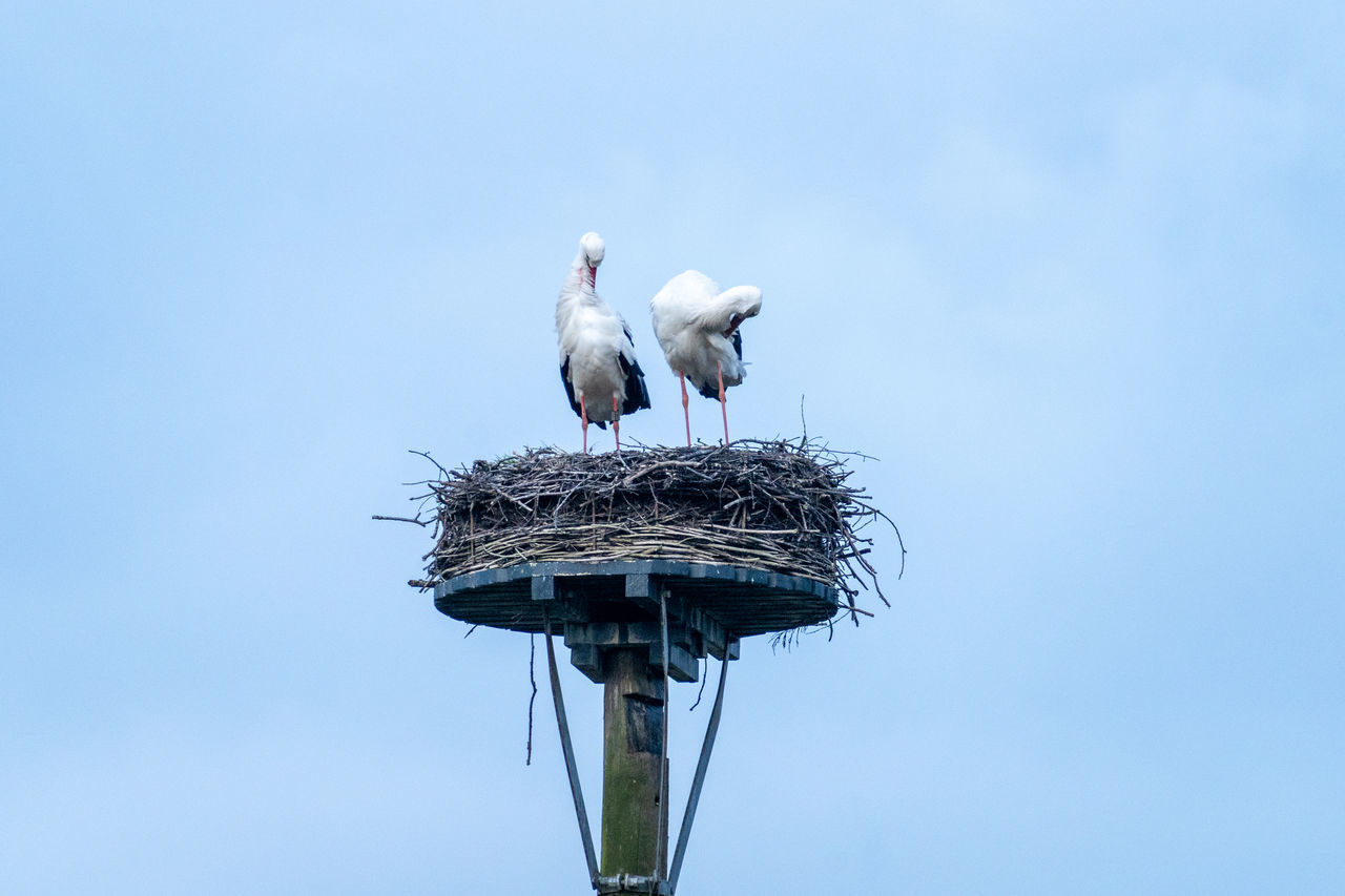 LOW ANGLE VIEW OF BIRDS PERCHING ON NEST AGAINST SKY