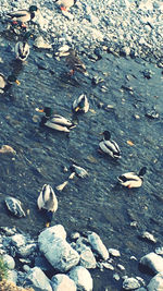 High angle view of ducks swimming in water