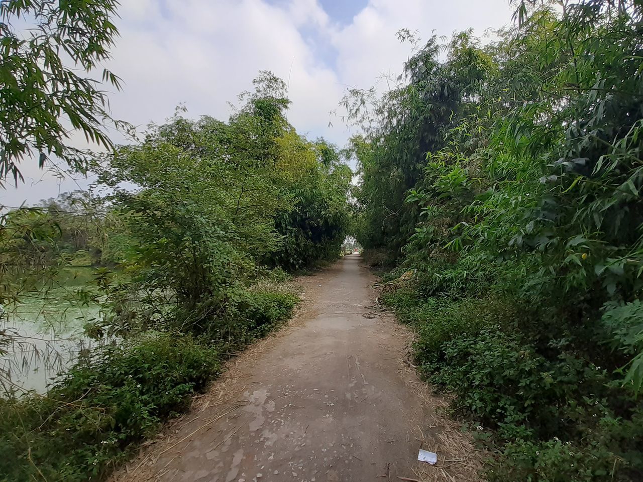 FOOTPATH AMIDST PLANTS AGAINST SKY