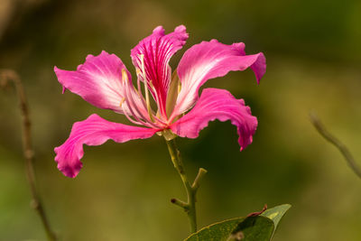 Close-up of red flowering plant