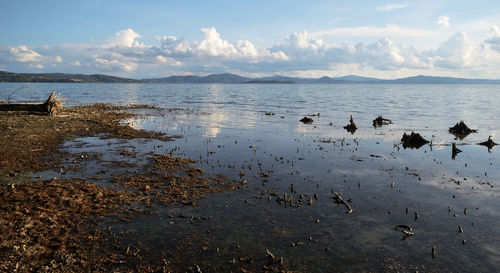 Flock of birds on beach