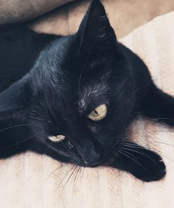 Close-up portrait of black cat