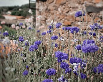 flowering plant