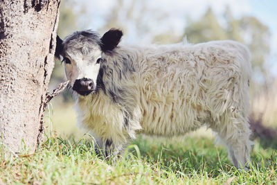 Dog on grassy field