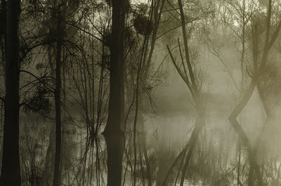 Bare trees in forest