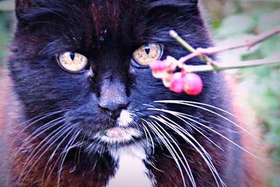 Close-up portrait of cat