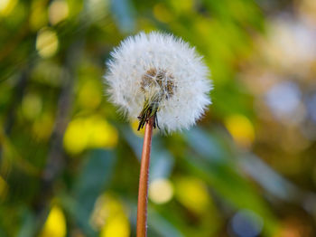 Close-up of dandelion flower