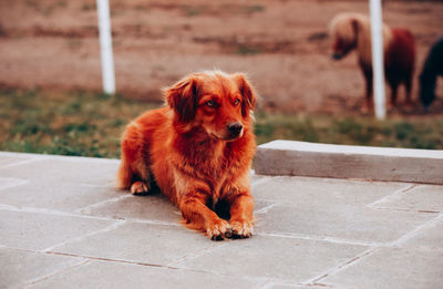 Portrait of dog sitting on footpath