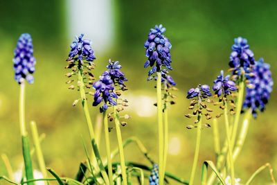 Close-up of purple flowering plants on land