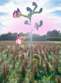 Close-up of pink flowers growing in field