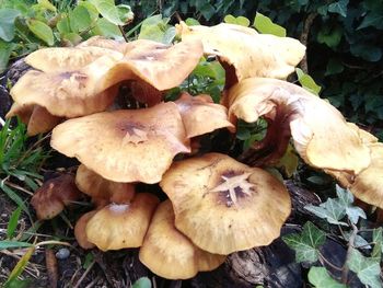 Close-up of mushrooms on field