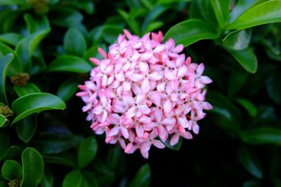 Close-up of pink flowers