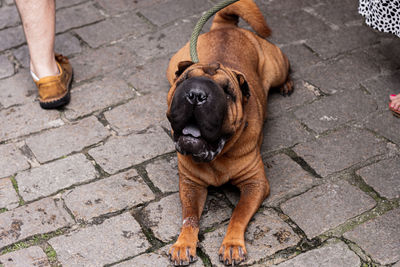 High angle view of dog on footpath