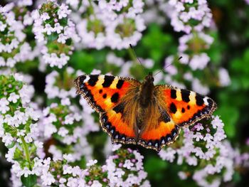 Close-up of butterfly perching on flower