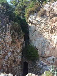 Plants growing on rocks