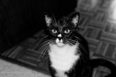 Close-up portrait of cat