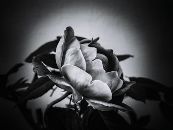 Close-up of flower blooming outdoors