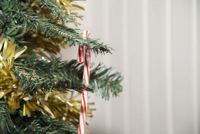 Close-up of christmas tree