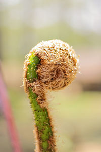 Close-up of wilted flower on field