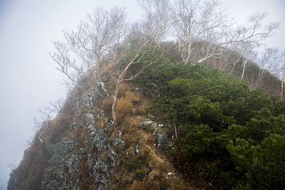 Low angle view of tree against sky