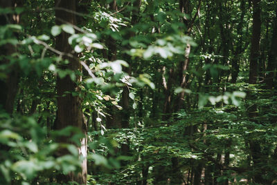 Trees growing in forest