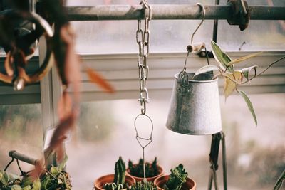 Close-up of potted plants hanging from window