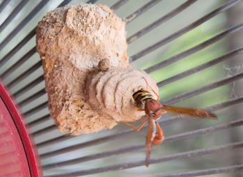 Close-up of insect on metal