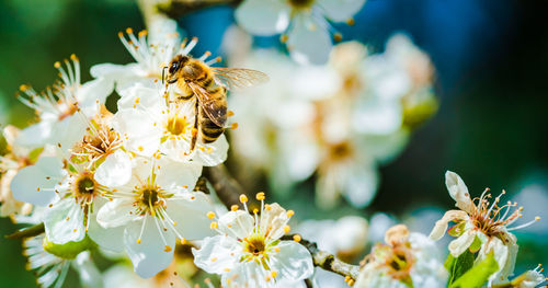 Close-up of bee pollinating on flower