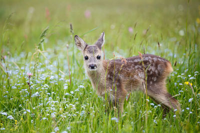 Portrait of an animal on field