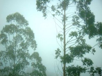 Low angle view of trees against clear sky